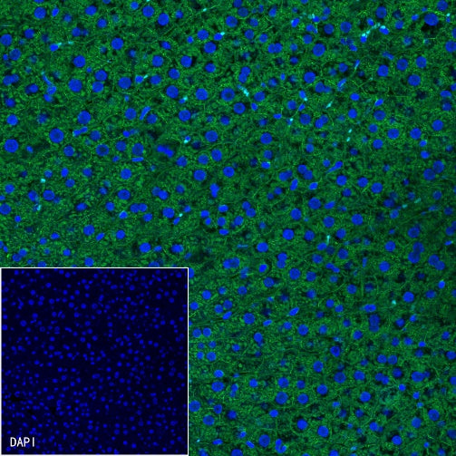 β-Catenin Recombinant Rabbit mAb (Alexa Fluor® 488 Conjugate) (S-336-23)