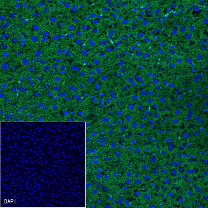 β-Catenin Recombinant Rabbit mAb (Alexa Fluor® 488 Conjugate) (S-336-23)