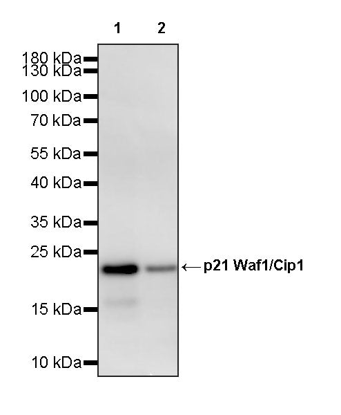 p21 Waf1/Cip1 Recombinant Rabbit mAb (S-3909-60)