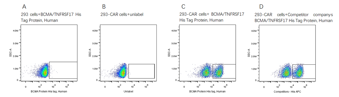 BCMA/TNFRSF17 His Tag Protein, Human