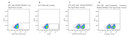 BCMA/TNFRSF17 His Tag Protein, Human