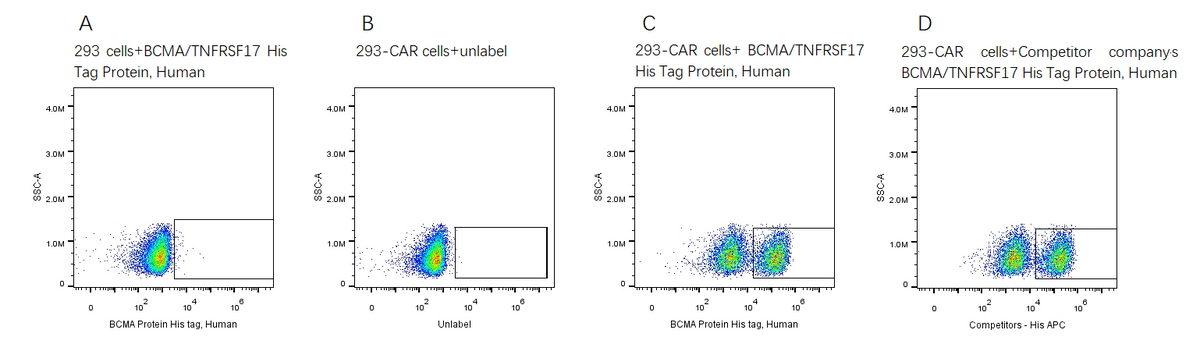 BCMA/TNFRSF17 His Tag Protein, Human