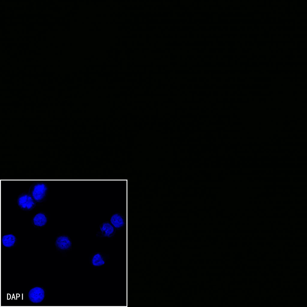 Myc tag Recombinant Rabbit mAb (Alexa Fluor® 488 Conjugate) (S-114-13)