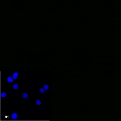 Myc tag Recombinant Rabbit mAb (Alexa Fluor® 488 Conjugate) (S-114-13)