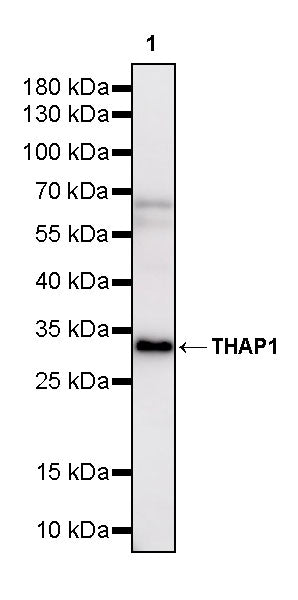 THAP1 Recombinant Rabbit mAb (S-4023-36)