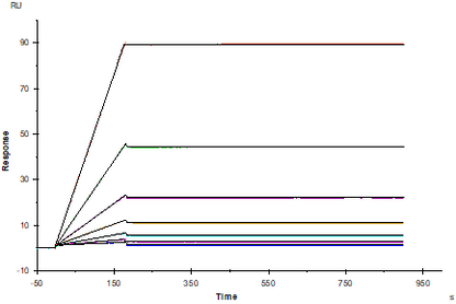 ACVR2A mFc Chimera Protein, Mouse