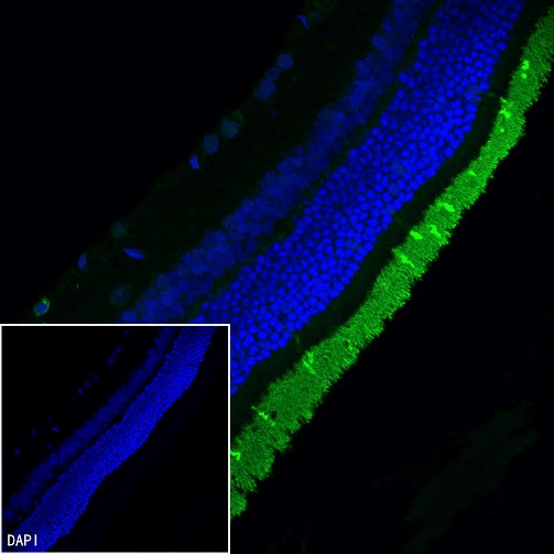 OPN1SW Rabbit Polyclonal Antibody