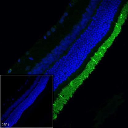 OPN1SW Rabbit Polyclonal Antibody