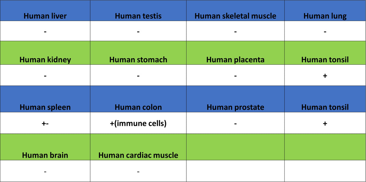 FoxO1 Recombinant Rabbit mAb (S-5118)