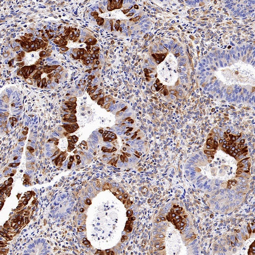 STING Recombinant Rabbit mAb (S-1392-33)