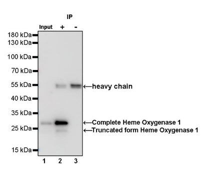 Heme Oxygenase 1 Recombinant Rabbit mAb (S-R334)