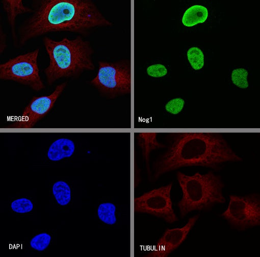 Nog1 Recombinant Rabbit mAb (S-R330)