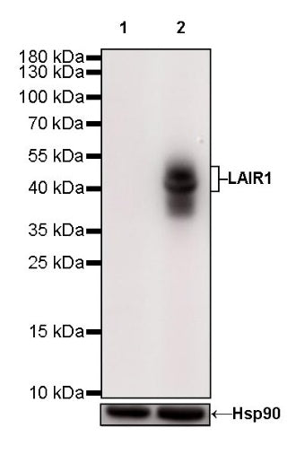 LAIR1 Recombinant Rabbit mAb (S-285-2)