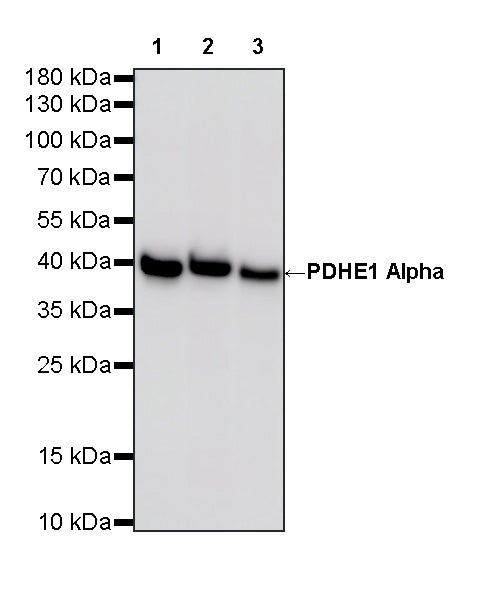 PDHE1 Alpha Mouse mAb