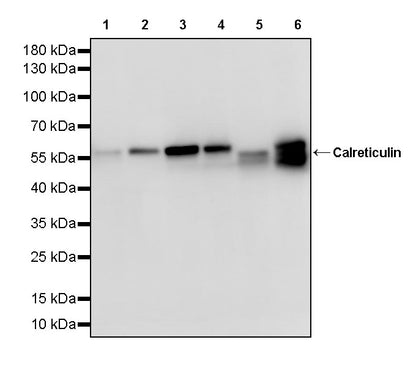 Calreticulin Recombinant Rabbit mAb (S-3920-39)
