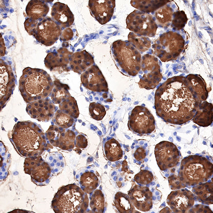 Thyroglobulin Recombinant Rabbit mAb (SDT-209-297)