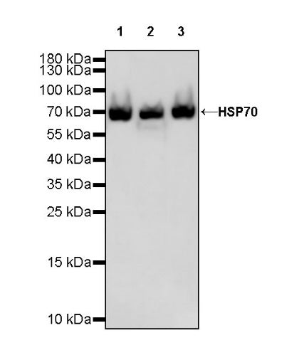 HSP70 Recombinant Rabbit mAb (S-992-39)