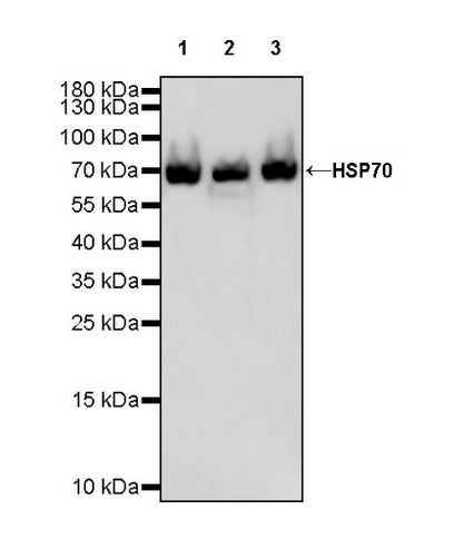 HSP70 Recombinant Rabbit mAb (S-992-39)