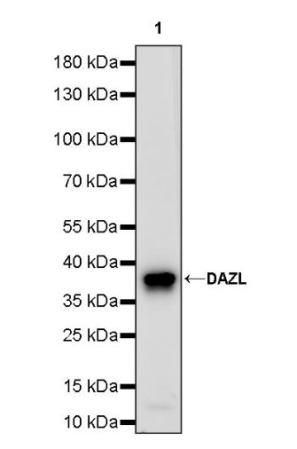 DAZL Rabbit Polyclonal Antibody