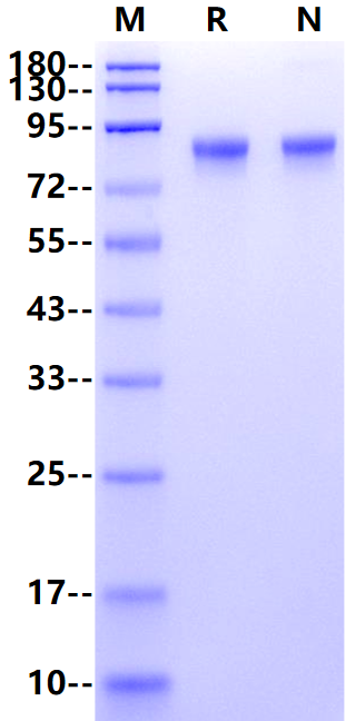 LRRC15/LIB His Tag Protein, Human