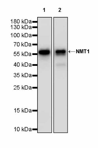 NMT1 Recombinant Rabbit mAb (S-2986-17)
