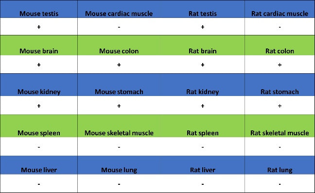 DLAT Rabbit Polyclonal Antibody