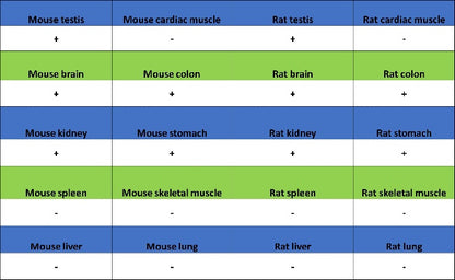 DLAT Rabbit Polyclonal Antibody