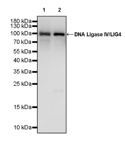 DNA Ligase IV/LIG4 Recombinant Rabbit mAb (S-2237-118)