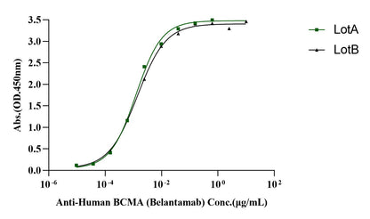 BCMA/TNFRSF17 His Tag Protein, Human