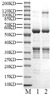 CDK4/Cyclin D2 Protein
