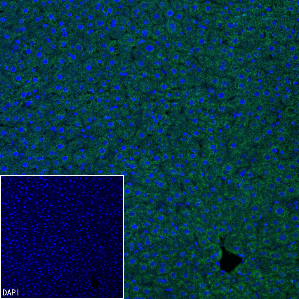 C3 Recombinant Rabbit mAb (S-5146)