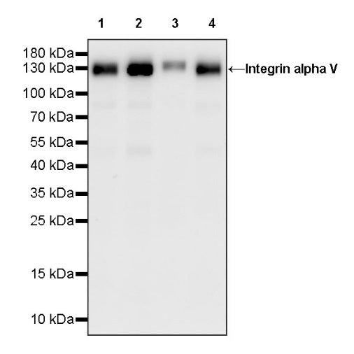 Integrin alpha V Recombinant Rabbit mAb (S-1798-27)