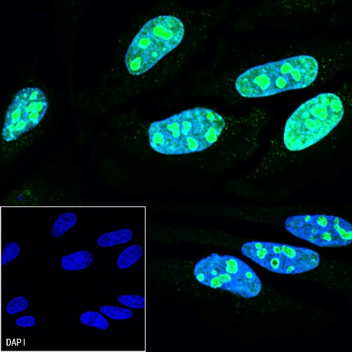 Goat Anti-Rabbit IgG (H+L) (min X Hu Sr Prot) (Alexa Fluor® 488 Conjugate)