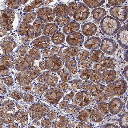 Beta Actin Recombinant Mouse mAb (S-5033)