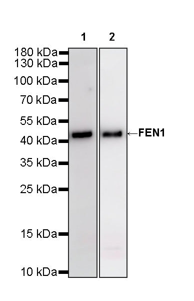 FEN1 Rabbit Polyclonal Antibody