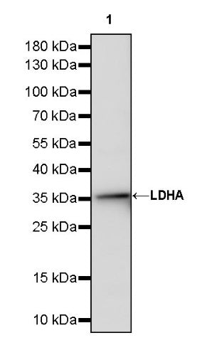 L-Lactate Dehydrogenase A/LDHA Rabbit Polyclonal Antibody