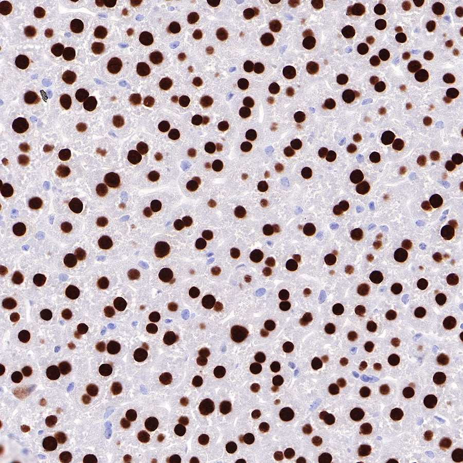 HNF4α Recombinant Rabbit mAb (SDT-373-64)
