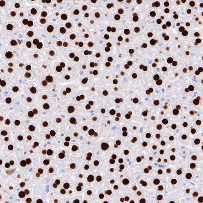 HNF4α Recombinant Rabbit mAb (SDT-373-64)