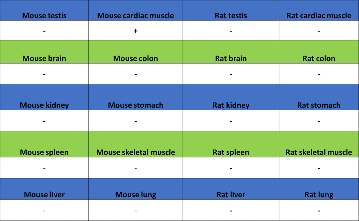 MYBPC3 Recombinant Rabbit mAb (S-5476)