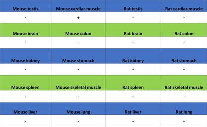 MYBPC3 Recombinant Rabbit mAb (S-5476)