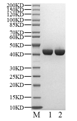 NMT1 Protein, Human