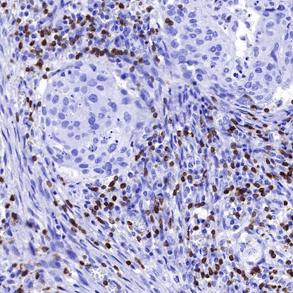 CD3 epsilon Mouse mAb (SDT-570-36)