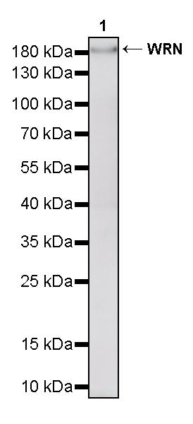 WRN Recombinant Rabbit mAb (S-3543-129)