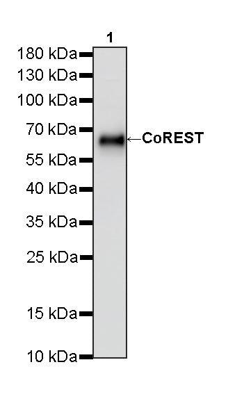 CoREST Recombinant Rabbit mAb (S-4401-8)