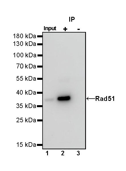 Rad51 Recombinant Rabbit mAb (S-R347)