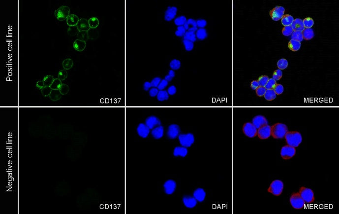 Rabbit Anti-Mouse CD137 Antibody (S-547-3)