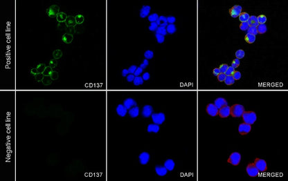 Rabbit Anti-Mouse CD137 Antibody (S-547-3)