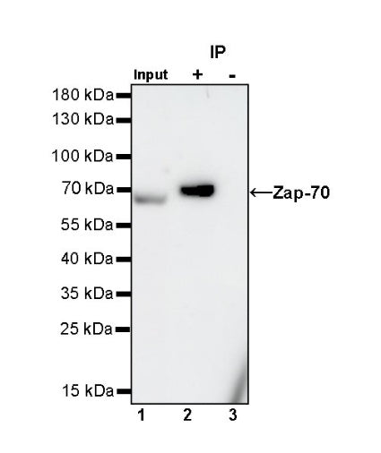 Zap-70 Recombinant Rabbit mAb (S-1249-32)