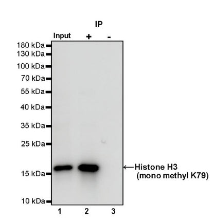 Histone H3 (mono methyl K79) Recombinant Rabbit mAb (S-R417)