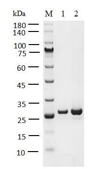 BCL6 Protein, Human